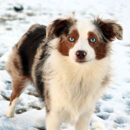 Florie  - Toy Australian Shepherd