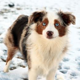 Florie  - Toy Australian Shepherd
