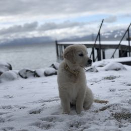 Golden Retriever Puppies from Sanctuary Ranch Goldens