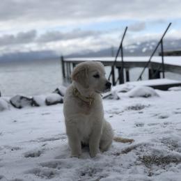 Golden Retriever Puppies from Sanctuary Ranch Goldens