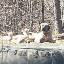 Beya - Anatolian Shepherd Dog