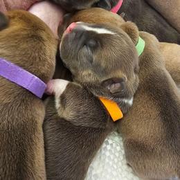 Orange Collar - Blue male American Bully puppy in Easton, Maryland from Night Court Bullies