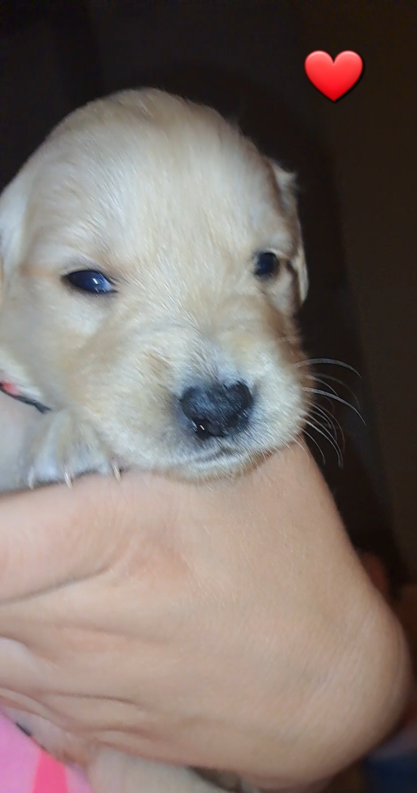 Bailey - Golden Golden Retriever puppy in Maricopa, Arizona from Daisy's Golden Kisses- Golden Retrievers of Arizona