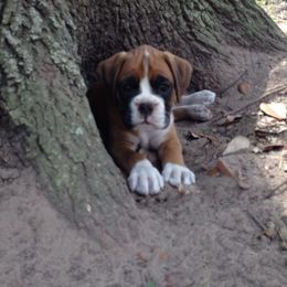 Boxer Puppies from Quinney’s Boxers