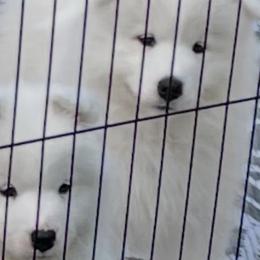 Samoyed Puppies from Debra Ellis-Majcen