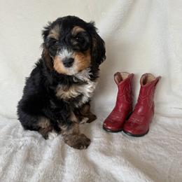 Bernedoodle Puppies from Rosie’s Tribe