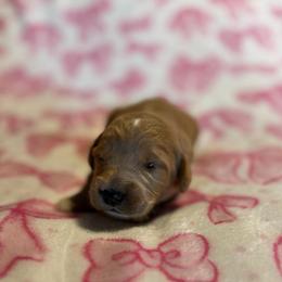 Eeyore - Apricot male Goldendoodle puppy in Jacksonville, Florida from Dandelion Doodles