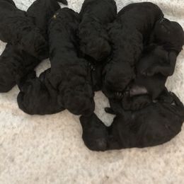 Poodle puppies from Kava Poodles