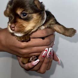 Yorkshire Terrier Puppies from A yorkie palace