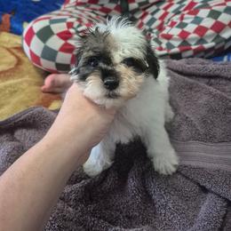 Oreo - Black & white male Maltipoo puppy in Everett, Washington from Meadows Ranch
