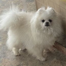 Nickie - Pomeranian