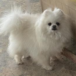 Nickie - Pomeranian
