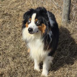 Conway - Australian Shepherd