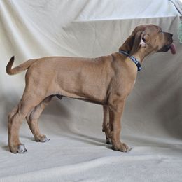 Boy 3 - male Rhodesian Ridgeback puppy in Chesapeake, Virginia from Monarch Rhodesian Ridgebacks