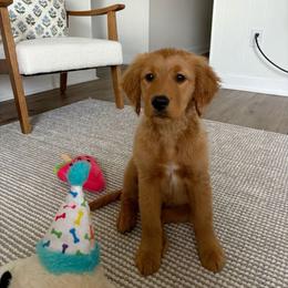 Elle - Red  female Goldendoodle puppy in Brandon, Florida from Murphys Doodles