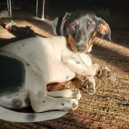 Leeroy - Dachshund