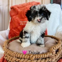 Trixie - Blue merle female Aussiedoodle puppy in Sulphur Bluff, Texas from V6 Ranch Dogs
