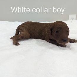 Boy 4 - Red  Poodle puppy in Gastonia, North Carolina from Singer Standards