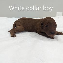 Boy 4 - Red  Poodle puppy in Gastonia, North Carolina from Singer Standards