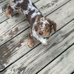 Dolly Rose - Dachshund