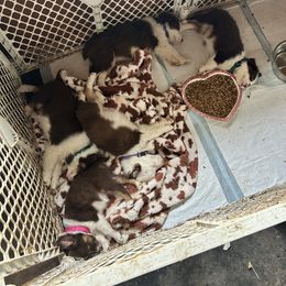 Miniature Australian Shepherd Puppies from Macks Mini Aussies