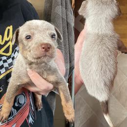 Australian Cattle Dog Puppies from Twisted C Heelers
