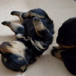 Rottweiler Puppies from Vom Corvinus Haus Rottweilers