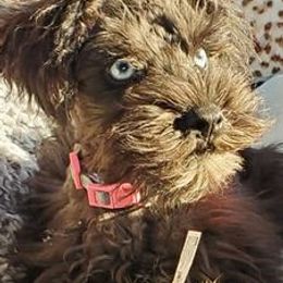 Miniature Schnauzers from Nebula Equine & Canine