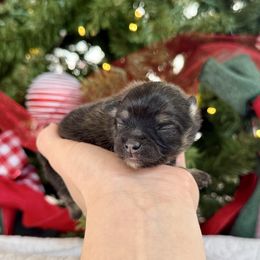 Noelle AKC girl - Orange sable female Pomeranian puppy in Las Vegas, Nevada from POMS USA