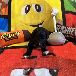 Zurich - White and black male Bordoodle puppy in Republic, Missouri from Holland Hilltop Farm