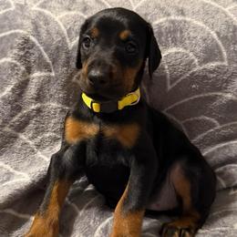 Girl 4 - Black and rust female Doberman Pinscher puppy in Lake City, Florida from Paintedcrazy Doberman Pinchers