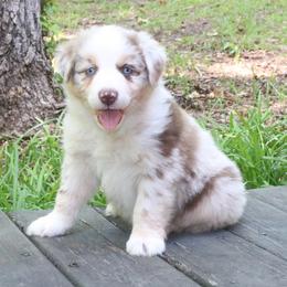 Mantis - Red merle male Australian Shepherd puppy in Macon, Georgia from Shaina’s Shepherds