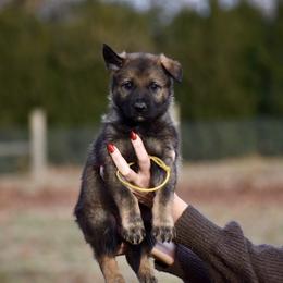 Yellow - Sable male German Shepherd puppy in Cherryville, North Carolina from Masky Kennel