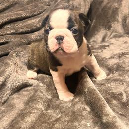 Light Brindle Girl - Black brindle and white female Boston Terrier puppy in West Liberty, Kentucky from 3B Kennels-Beth’s Best Boston’s