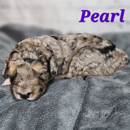 Pearl - Merle female Saint Berdoodle puppy in Battle Ground, Washington from Mad Hatter Farms Saint Berdoodles