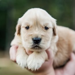 Autumn - Golden female Golden Retriever puppy in Millry, Alabama from Buck Hill Goldens