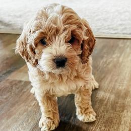 Cockapoos from The Perks of Pups