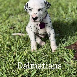 Dalmatian Puppies from Louisiana Roux Dalmatians