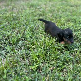 Dachshund and French Bulldog Puppies from Trust Fund Devil Kennel