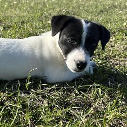 Jack Russell Terriers from JBar Jacks