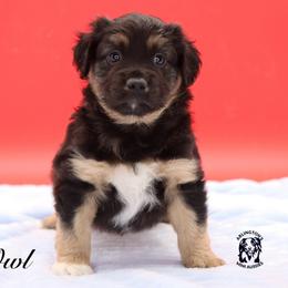Owl - Black tri male Miniature Australian Shepherd puppy in Weeki Wachee, Florida from Arlington's Mini Aussies