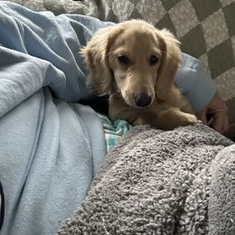 Willow - Dachshund