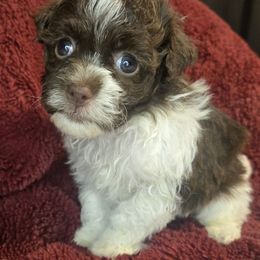 Boy 1 - Chocolate male Havanese puppy in Columbus, Ohio from Havanese Puppies Columbus