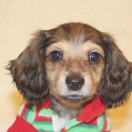 Dachshunds from Frostdox Dachshunds