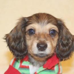 Dachshunds from Frostdox Dachshunds