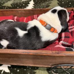Mr. Orange - Black brown and white male Basset Hound puppy in Lagrange, Georgia from Tall Oak Bassets