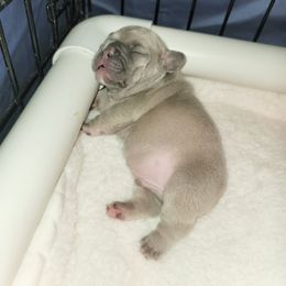 French Bulldog Puppies from Culichitown Frenchies