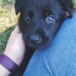 German Shepherd Puppies from Triple K Kennels