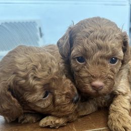 Poodle puppies from Continental Cavaliers