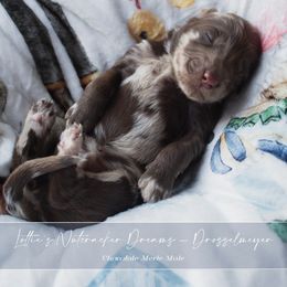 Dresselmeyer - Merle male Goldendoodle puppy in Savannah, Georgia from Vino and Vespa Doodles